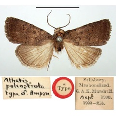 /filer/webapps/moths/media/images/P/poliostrota_Athetis_HT_BMNH.jpg