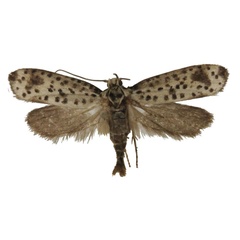 /filer/webapps/moths/media/images/N/nephella_Yponomeuta_HT_BMNH.jpg