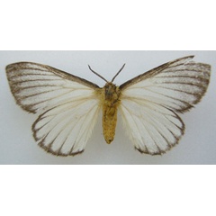 /filer/webapps/moths/media/images/S/sylvia_Stibolepis_HT_NHMUKb.jpg