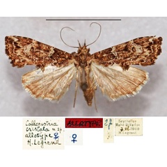 /filer/webapps/moths/media/images/C/cristata_Callopistria_AT_MNHN.jpg