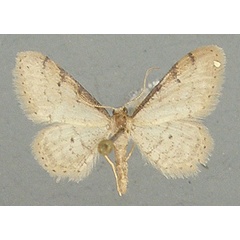 /filer/webapps/moths/media/images/P/plesioscotia_Idaea_AM_TMSA.jpg