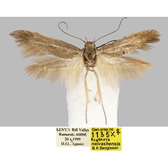 /filer/webapps/moths/media/images/N/naivashensis_Scythris_PT_BMNH_vzUvX7Y.jpg