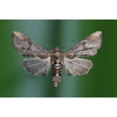 /filer/webapps/moths/media/images/C/cuneata_Marathyssa_A_Butler.jpg