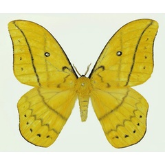 /filer/webapps/moths/media/images/A/auricolor_Maltagorea_AM_Basquin_02.jpg