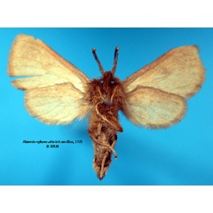 /filer/webapps/moths/media/images/A/alticola_Metarctia_ST_SNHM_02.jpg