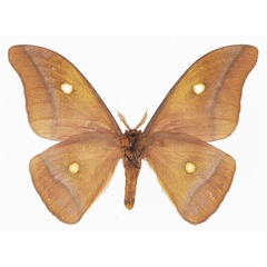 /filer/webapps/moths/media/images/K/krucki_Gonimbrasia_AM_Basquinb.jpg