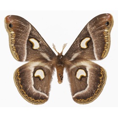 /filer/webapps/moths/media/images/P/pelosoma_Epiphora_AF_Basquin.jpg