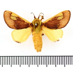 /filer/webapps/moths/media/images/P/picta_Latoia_AM_BMNH.jpg