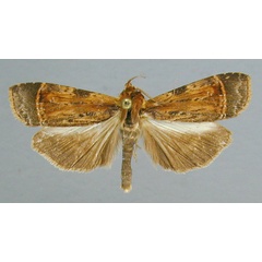 /filer/webapps/moths/media/images/A/africana_Pseudoscrancia_A_RMCA_01.jpg