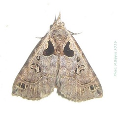 /filer/webapps/moths/media/images/S/silenalis_Arsina_A_Bippus_01.jpg