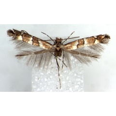/filer/webapps/moths/media/images/A/albertinus_Phyllonorycter_HT_BMNH.jpg