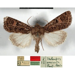/filer/webapps/moths/media/images/U/uncinata_Tholeropsis_PTM_SNHM.jpg