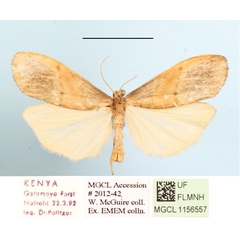 /filer/webapps/moths/media/images/P/punctilineata_Aroterosia_A_MGCL_03.JPG