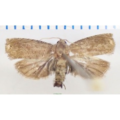/filer/webapps/moths/media/images/A/anthracotis_Leguminivora_AM_Bippus_02.jpg