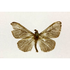 /filer/webapps/moths/media/images/M/microcera_Bourgognea_A_RMCA.jpg
