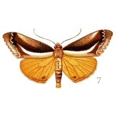/filer/webapps/moths/media/images/F/featheri_Paratuerta_HT_Fawcett_1915-7.jpg