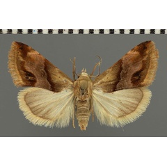 /filer/webapps/moths/media/images/E/exigua_Eublemma_AM_Fiebig.jpg