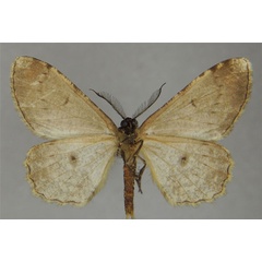 /filer/webapps/moths/media/images/O/opisthommata_Colocleora_AM_ZSMb.jpg