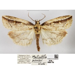 /filer/webapps/moths/media/images/P/perrieri_Maliattha_AM_NHMUK.jpg