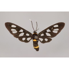 /filer/webapps/moths/media/images/C/congener_Amata_HT_BMNH.jpg