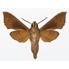 /filer/webapps/moths/media/images/N/nephele_Temnora_AM_Basquin_02b.jpg