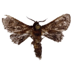 /filer/webapps/moths/media/images/M/martini_Diogodiasia_HT_BMNH.jpg