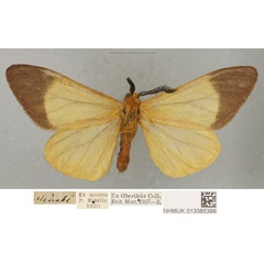 /filer/webapps/moths/media/images/F/flavens_Coenostegia_PLTM_BMNH.jpg