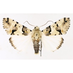 /filer/webapps/moths/media/images/E/eudela_Halochroa_AM_TMSA_02.jpg