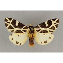 /filer/webapps/moths/media/images/C/celsicola_Seydelia_PT_BMNH.jpg