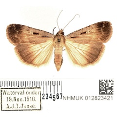 /filer/webapps/moths/media/images/E/exsiccata_Tathorhynchus_AF_BMNH_01.jpg