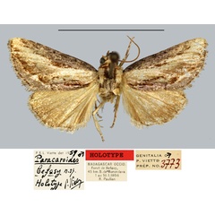 /filer/webapps/moths/media/images/B/befasy_Paracaroides_HT_MNHN.jpg