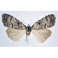 /filer/webapps/moths/media/images/P/phaeographa_Meganola_HT_NHMO.jpg