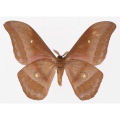 /filer/webapps/moths/media/images/A/anthina_Gonimbrasia_AM_Basquinb.jpg