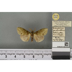 /filer/webapps/moths/media/images/Z/zonobathra_Dasychira_PTM_BMNH_02a.jpg