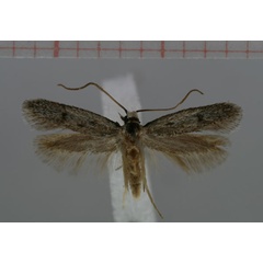 /filer/webapps/moths/media/images/A/argillacea_Morotripta_HT_TMSA.jpg