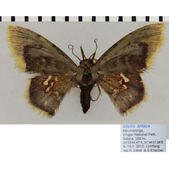 /filer/webapps/moths/media/images/P/purpurascens_Idaea_AF_ZSMa.jpg