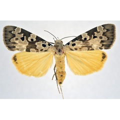 /filer/webapps/moths/media/images/C/culta_Sommeria_AF_NHMO.jpg