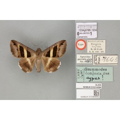 /filer/webapps/moths/media/images/C/congesta_Grammodes_HT_BMNHa.jpg