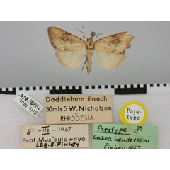 /filer/webapps/moths/media/images/H/hendersoni_Euxoa_PT_BMNH.jpg