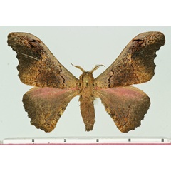 /filer/webapps/moths/media/images/N/nenioides_Micragone_AM_Basquin.jpg