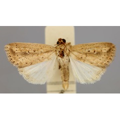 /filer/webapps/moths/media/images/M/micropis_Leucania_A_RMCA.jpg