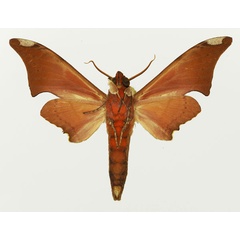 /filer/webapps/moths/media/images/L/lagnelae_Polyptychus_AM_Basquin_02b.jpg