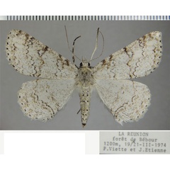 /filer/webapps/moths/media/images/T/terebraria_Ascotis_AF_ZSM_01.jpg