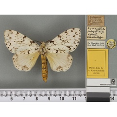 /filer/webapps/moths/media/images/P/polysticta_Lymantria_NAT_BMNHa.jpg