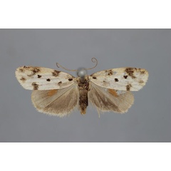 /filer/webapps/moths/media/images/S/seychellarum_Mahensia_ST_BMNH.jpg