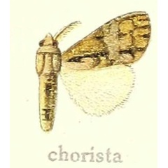 /filer/webapps/moths/media/images/C/chorista_Dasychira_HT_Hering_21g.jpg