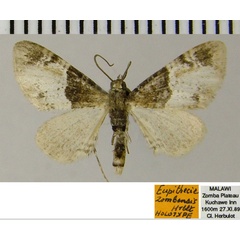 /filer/webapps/moths/media/images/Z/zombensis_Eupithecia_HT_ZSM.jpg