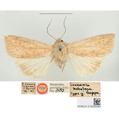 /filer/webapps/moths/media/images/N/nebulosa_Leucania_HT_BMNH.jpg