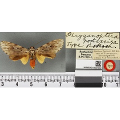 /filer/webapps/moths/media/images/P/postexcisa_Phryganopteryx_PT_BMNH_03a.jpg