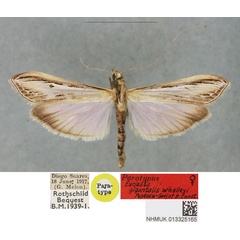 /filer/webapps/moths/media/images/W/whalleyi_Euclasta_PTF_BMNH_02.jpg